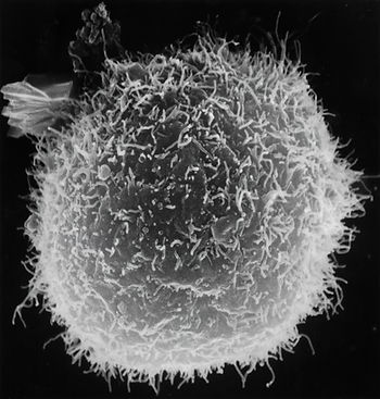national-cancer-institute-t24JyDUoJEg-unsplash.jpg