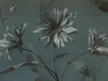 Seeds