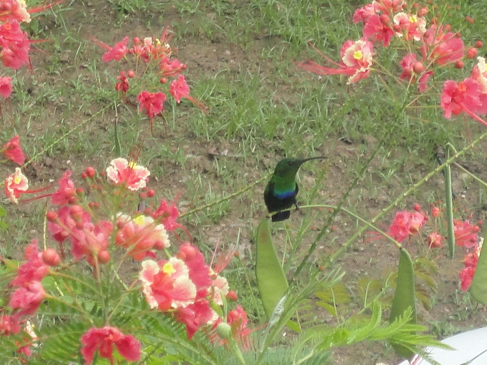 Colibri du Jardin
