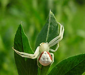 araignée crabe de la verge d'or