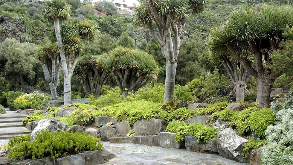 giardino botanico - Las Palmas del Gran Canaria