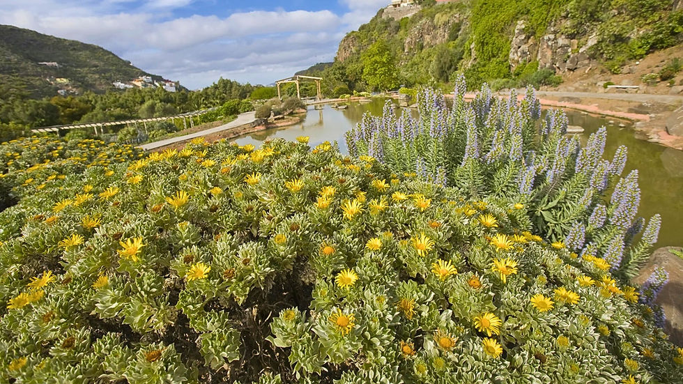 giardino botanico - Las Palmas del Gran Canaria