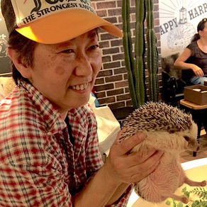 Moje zážitky z ježčí, soví a psí kavárny aneb Jak se přepracovaní Japonci mazlí se zvířátky