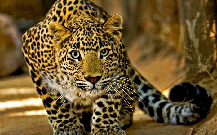 Les animaux que l'on peut observer au Sri Lanka