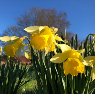 Close up of daffodils in bloom