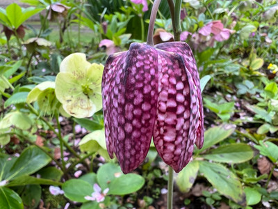 A beautiful pink Fritillaria Meleagris