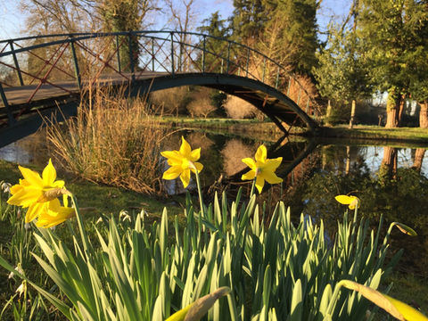 Daffodils and a bridge