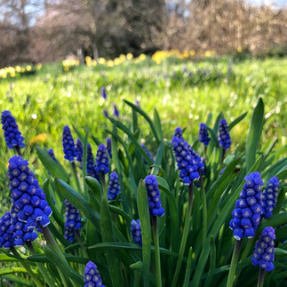 Springtime Wild Grape Hyacinth
