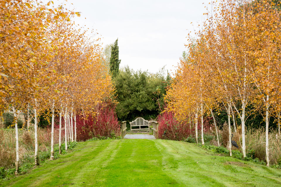 Autumnal trees line a path to a bench