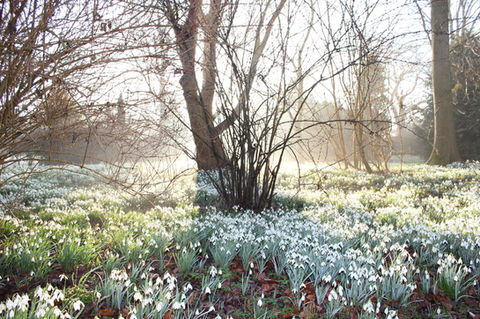 Snowdrops and trees in a light mist