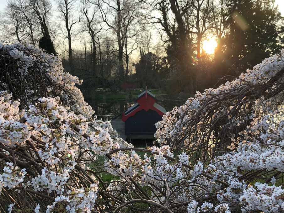 Tree in bloom overlooking the boathouse