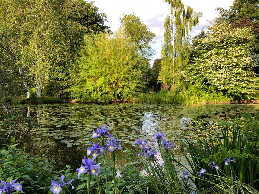 Irises in front of the lake