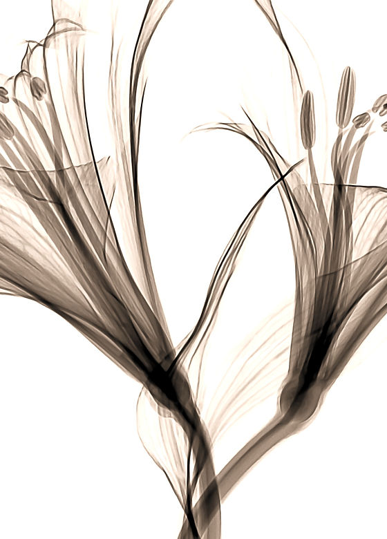 flower%20illustration_edited.jpg
