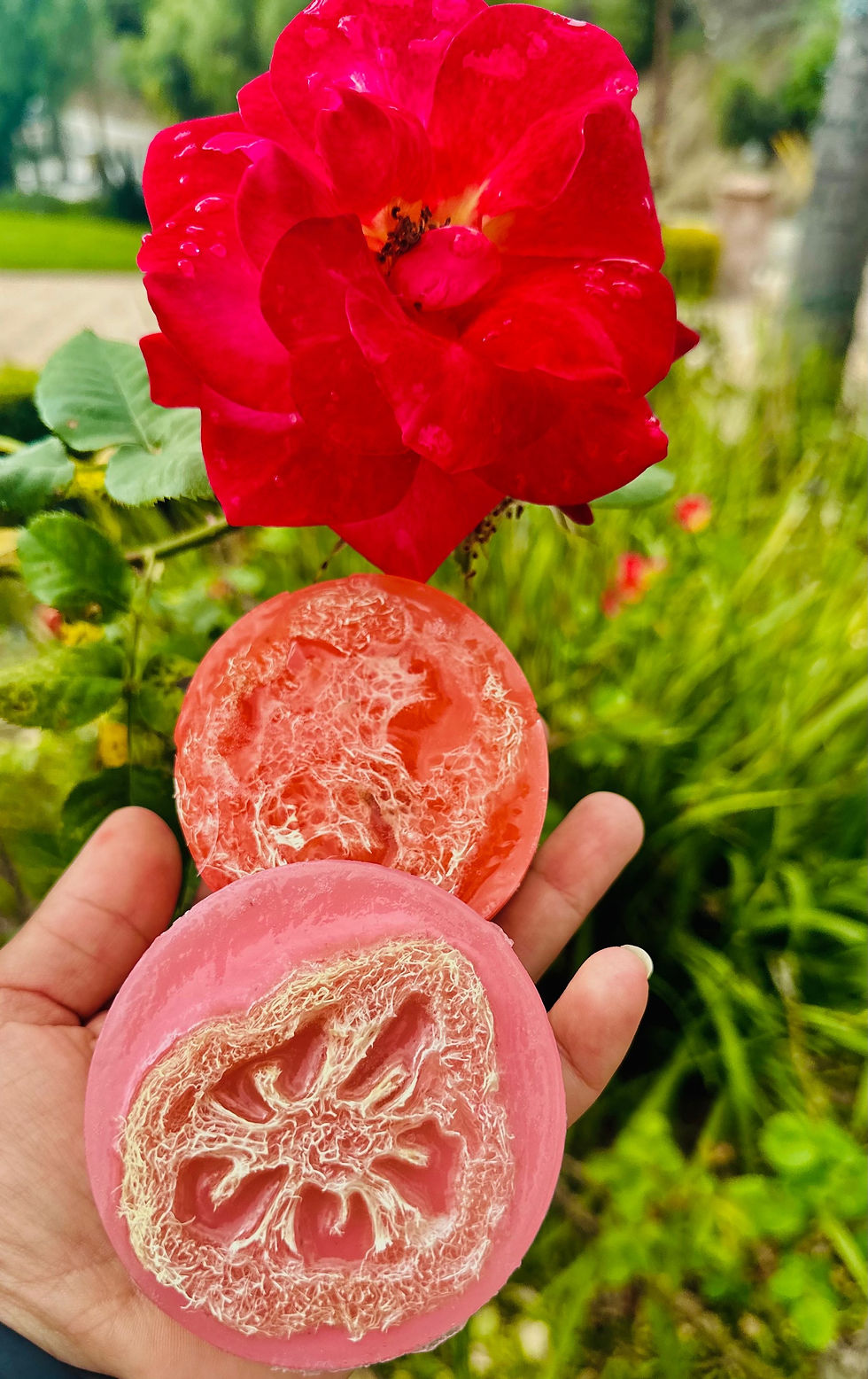 Thumbnail: Goat Milk & Mango Butter Soaps with Natural Loofah – Exfoliating, Nourishing & L