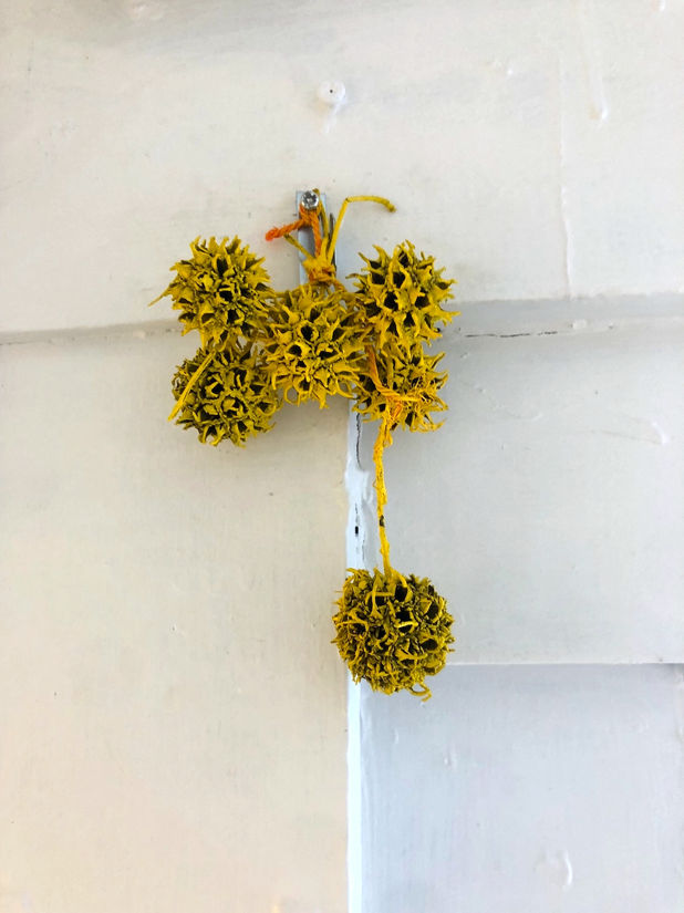 Pollinating at Slug Space, Chapel Hill, NC 2021.