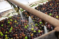 Olives