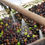 Thumbnail: Cleaning olives, Croatia