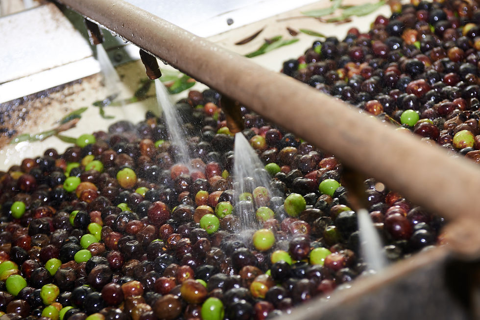 Washing Fresh Olives