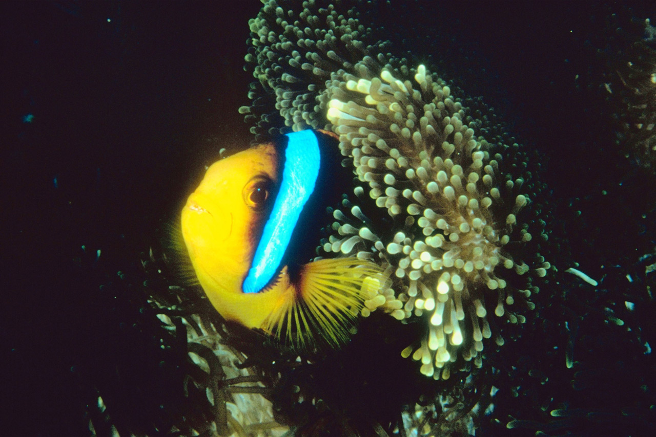 Coral Conspiracies #Coralspiracy?
