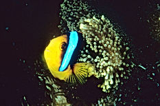 Reef fishes, Poisson de récif