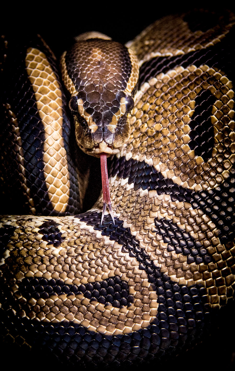Jake The Royal Python