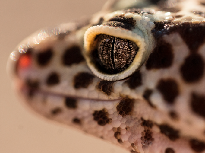 Leapord Geko