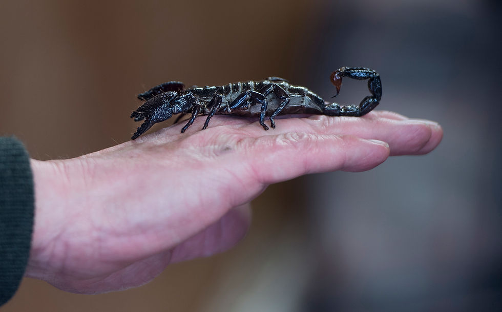 Rupert The Scorpion