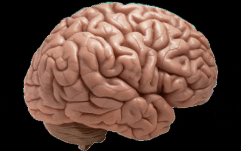 right_brain.gif