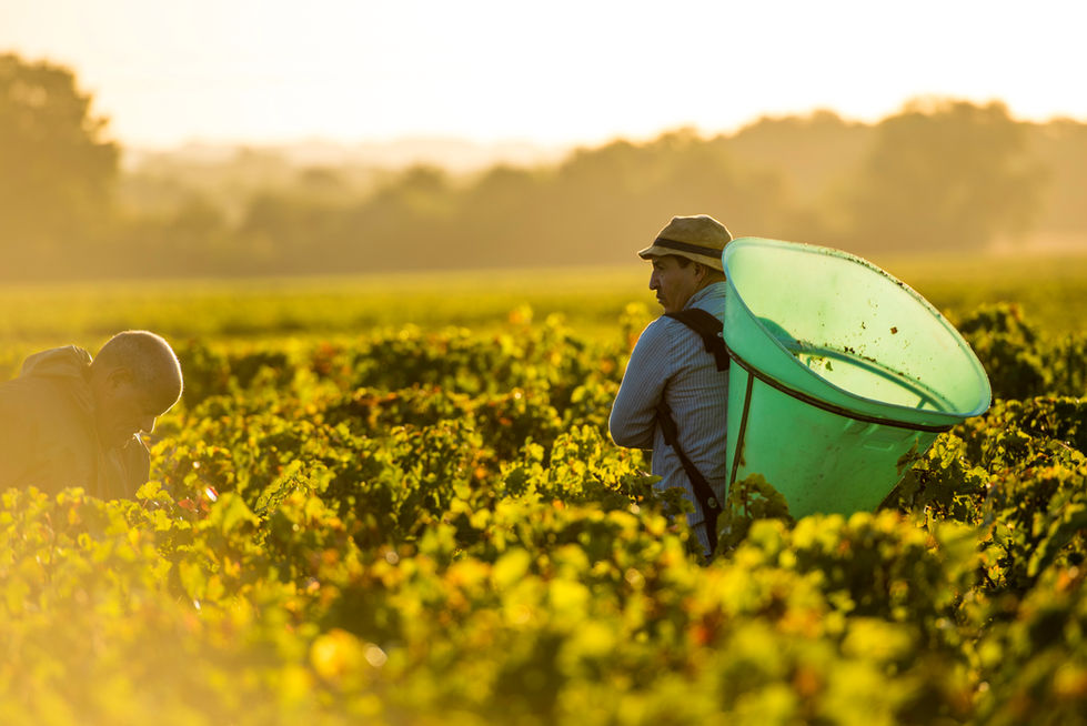 bordeaux; paris; photographe professionnel; Gil Roy; vin; vignoble; château bordelais; tourisme; terroir; œnologie; vendanges; vignes; vignerons