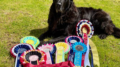 dog with rosettes