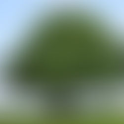 08 August 2021 – Jesus standing under a Sycamore tree