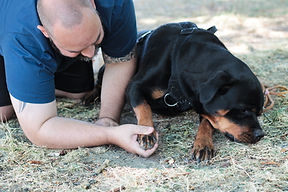 beautiful red dog of the dachshund breed, odd-eyed, cheerful_edited.png
