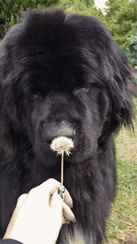 newf.gif