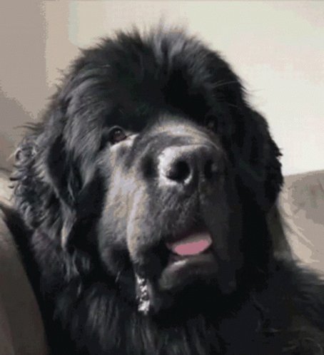 dog-seriously.gif