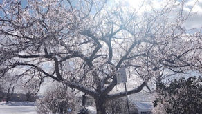 Winter Carnival Month and More