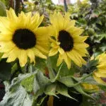 Thumbnail: Growbar The Sunflower Bar