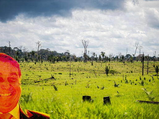 Governo federal faz "vista grossa" e biocídio avança na Amazônia.