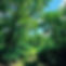 green space_edited.jpg