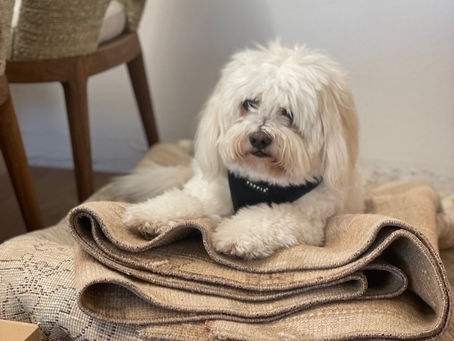 How to Design Your Home To Be Pet-Friendly