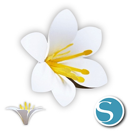 FLORES.png