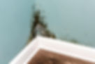 mold-in-the-home.jpg