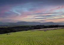 Collandra North Poll Merino Stud (2 of 13).jpg