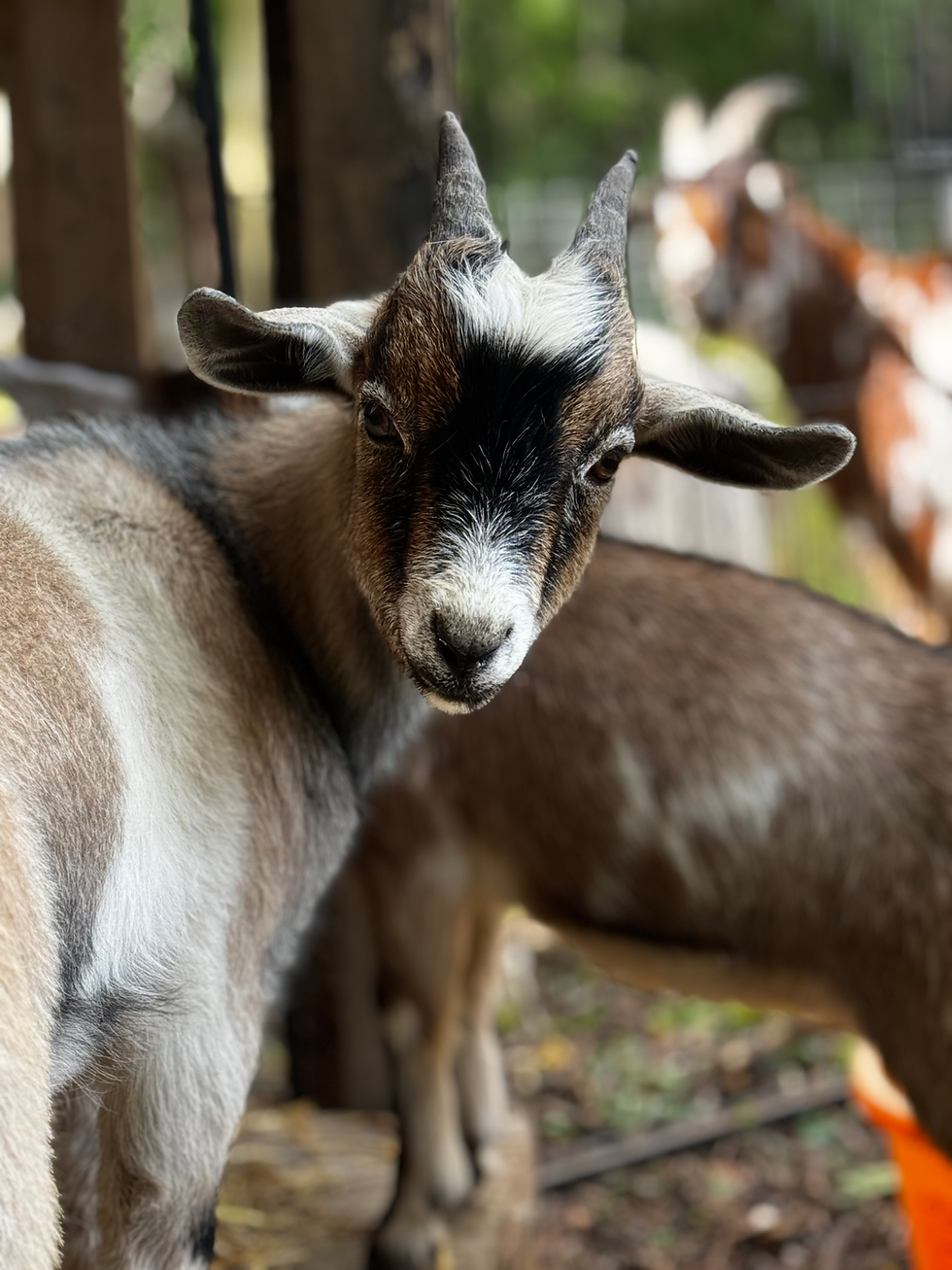 Baby goat looking at camera