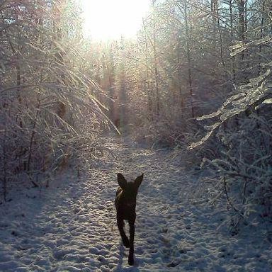 Grand View Canine Care Inc