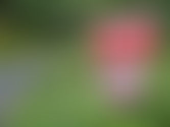 Photo RED (DPI) Competition - the Winners stories