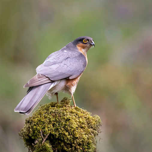 N06 Sparrow Hawk DPA48.jpg