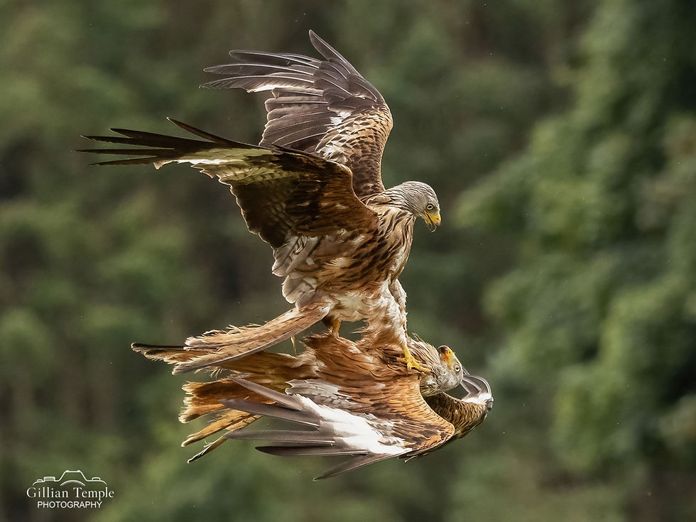 Argaty Red Kites Photography Outing – Sunday 5th July