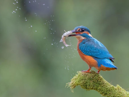 1st Monthly  Winning COLOUR 