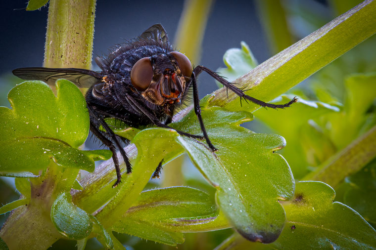 08 The Fly DPA011 (1 of 1).jpg