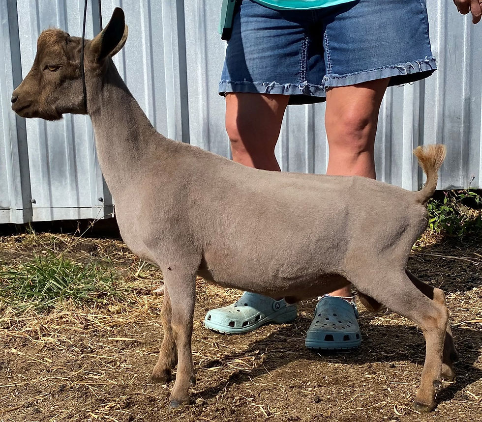 Sire: THE WMAF SH EVERHART